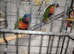Pair of rainbow lorikeetz