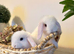 Friendliest MiniLop babies ready now
