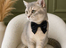 Golden Blue BSH Boy