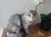 Maine coon kittens available One left.