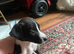 Mixed breed puppies for sale