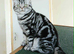 Bsh. Silver Classic Tabby . £700 -as Pet only.