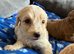 Stunning cockapoo puppies