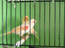 Red Mosaic Canary