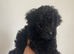 F1B Toy cockapoo puppies