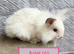 Double Maned Lionhead Babies