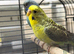 Black wing green female