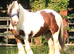 14,3 tank of a mare