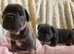 Confident and Cute French Bulldog puppies