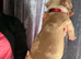 AMERICAN POCKET BULLY - 7 Females 3 Males