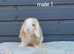 Stunning purebred mini lop rabbits