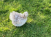 Bearded silkie hatching eggs