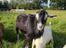 Stud alpine goat for rent or swap