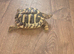 Hermanns Tortoise