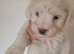 Maltipoo's 1 boy 1 girl left, rare coloured faces