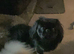 Black & Fawn 19 month old Pekingese
