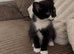 Beautiful female kitten, 13 weeks old