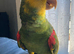 Double Yellow Headed Amazon For Sale Needs a Good Home
