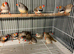 Budgies and zebra finches for sale
