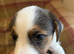 Farm bred Jack Russell’s