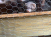 Micro ferrets