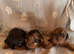 Stunning mini dachshund puppies