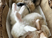 Laid back pure bred mini lops