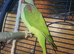 Aleksandrine parrot male