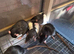 4 baby fancy rats for sale lovely markings