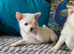 Chihuahua puppies ready now! 1 white male