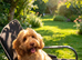Beautiful Cockapoo in Leeds