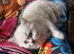 British short haired cross kitten for sale