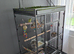 2 budgies for sale and cage