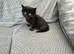 Kittens for sale