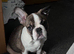 French bull dog
