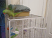Alexandrine parrot