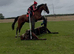 16.1 12 yr old gelding