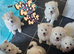SAMUED PUPPIES