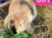 Mini Lion Lop Babies - READY TO LEAVE