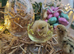 Easter chics to order