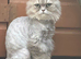 Chinchilla persian