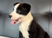 Stunning huski x American bull dog puppies
