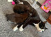 Ragdoll cross russian blue kittens