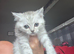 Two male bristish short hairs rare markings