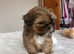 Two beautiful Shih Tzu puppies for sale