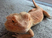 Adult male bearded dragon - rehome