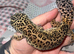 Super Giant (M) Jungle Leopard Gecko