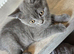 Scottish fold for sale