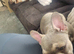 Stunning french bull dog pul