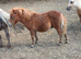 3 Registered Miniature Shetland Colt Foals.